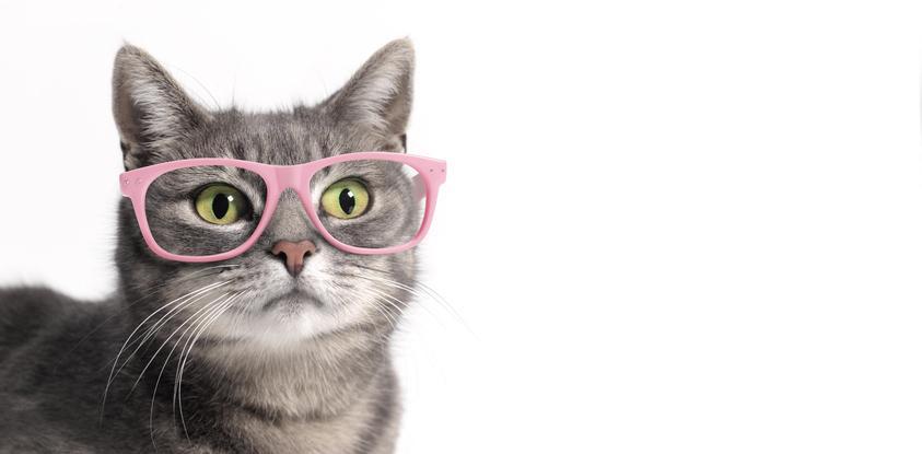 kot w okularach